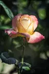 róża