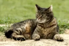 lata mucha koło nosa