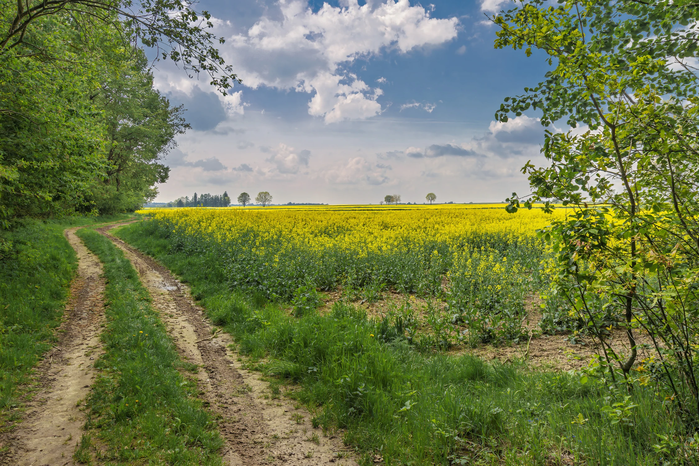 widoczek