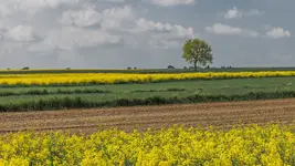 widoczek