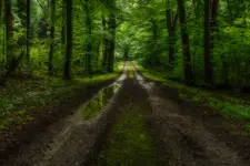 jungle