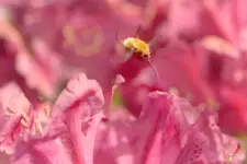 ***