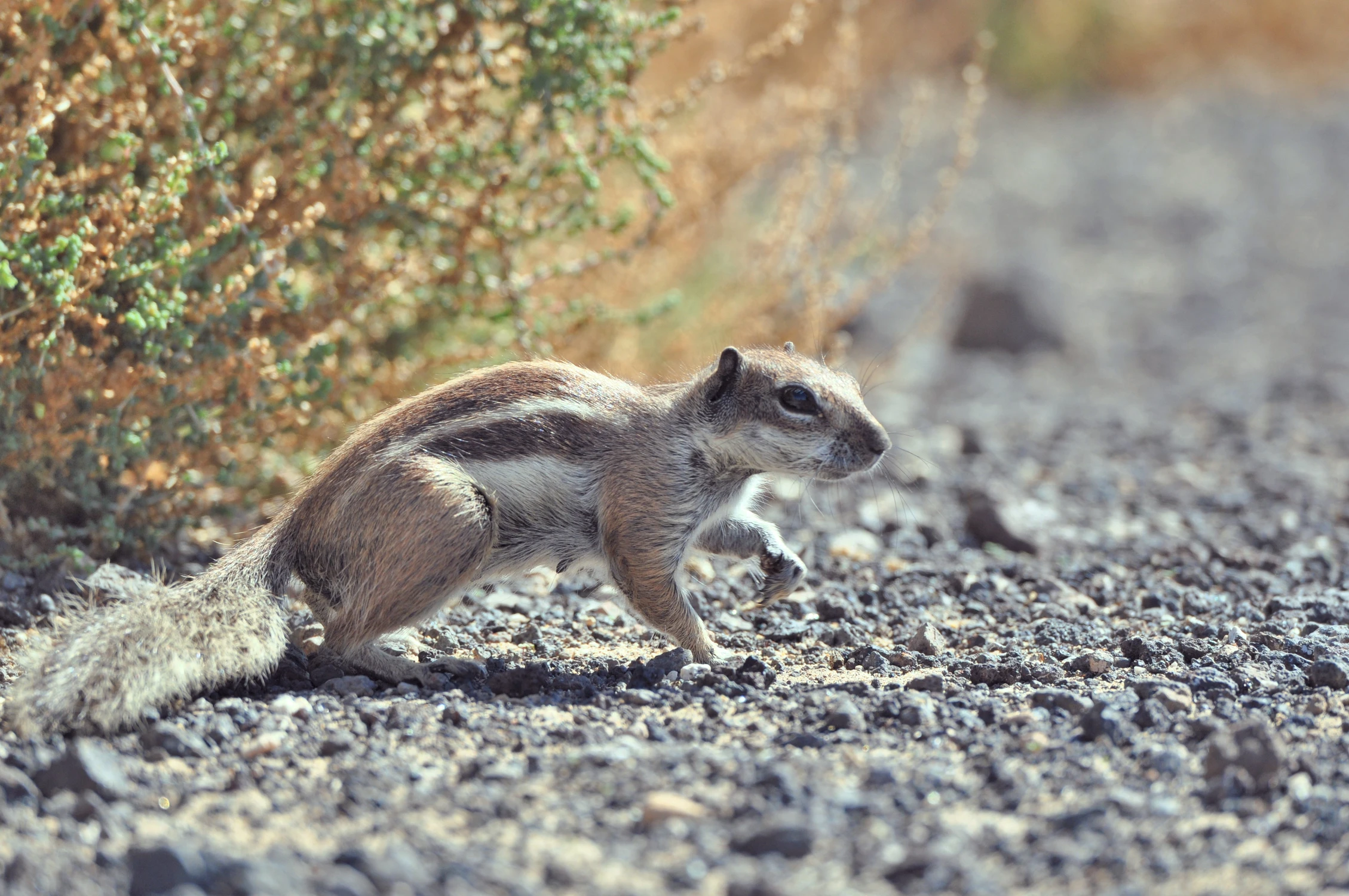 Pręgowiec Berberyjski w naturze