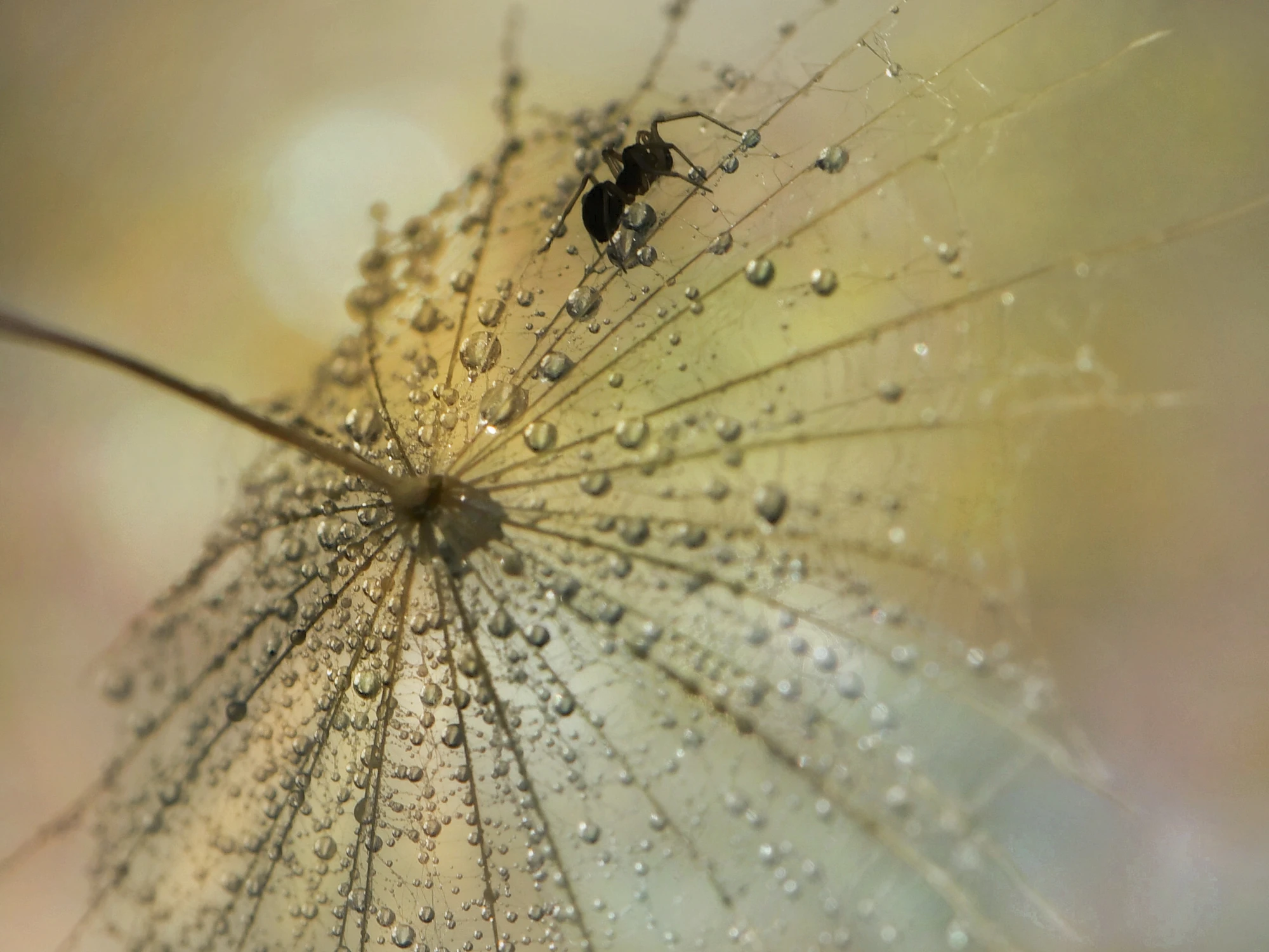 Strażnik delikatności