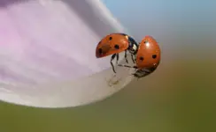 Kontrola jakości...