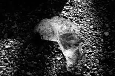 Jedna bryła ślimak