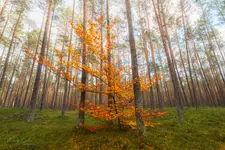 DRZEWKO POŚRÓD DRZEW