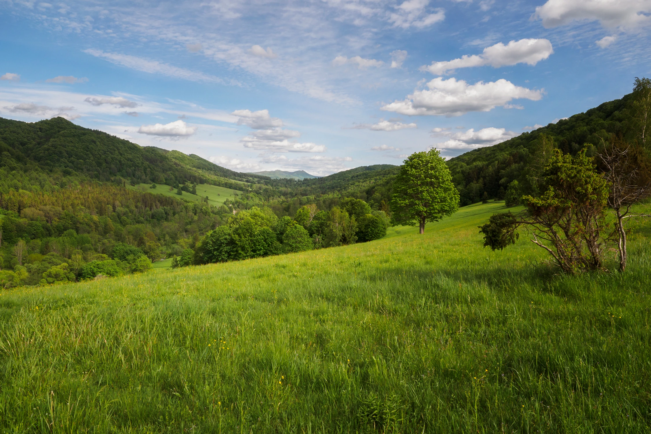 Zielone Bieszczady