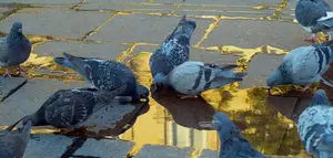 midas o zachodzie słońca