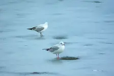 Jeden w lewo, drugi w prawo