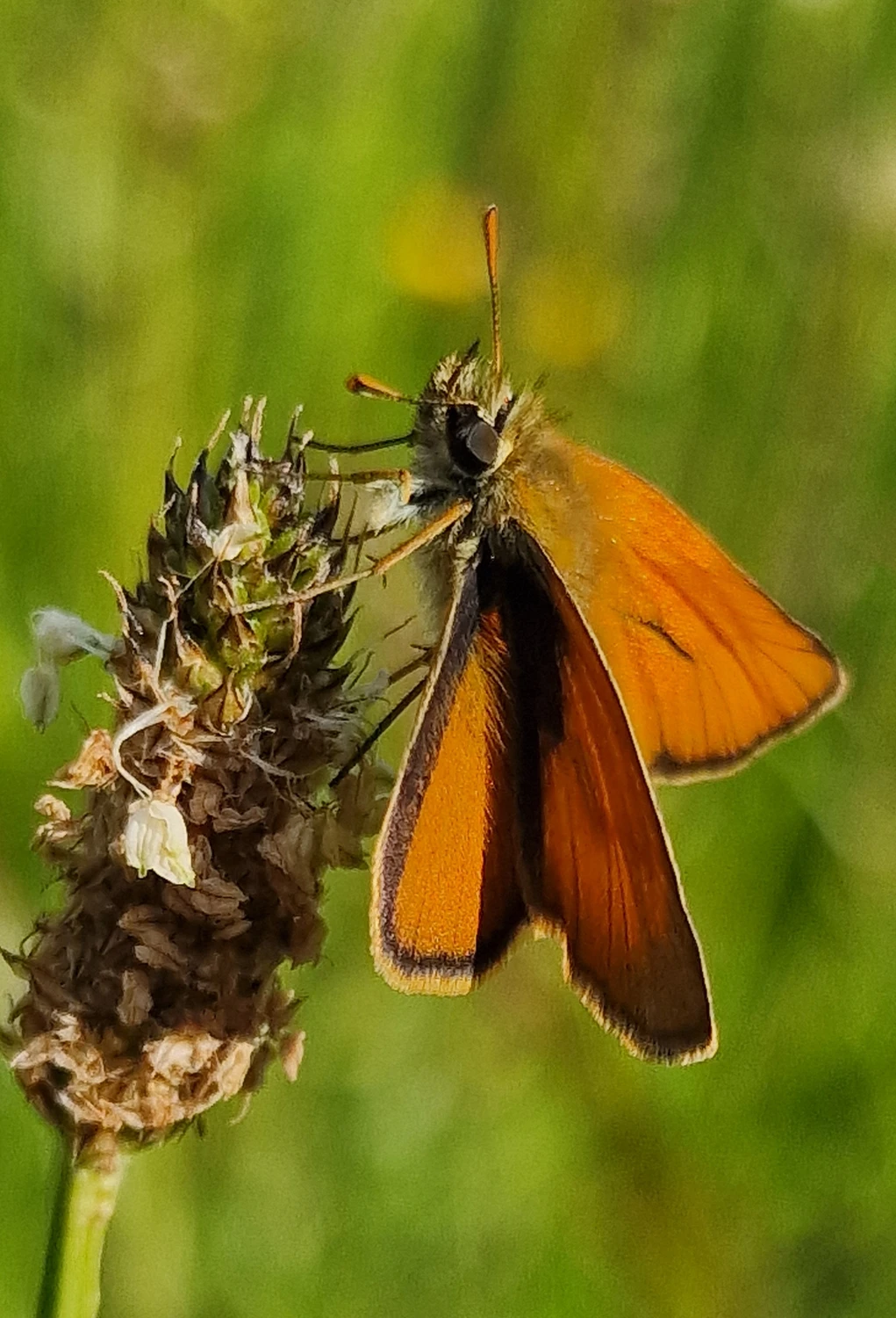 Thymelicus sylvestris