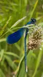 Caloptenyx splendens