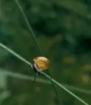 Zawracanie na źdźble :)