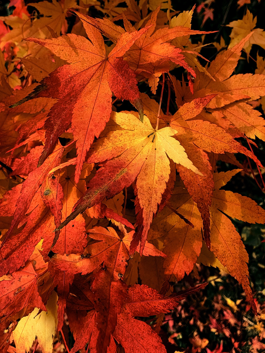 Momiji - z mojego ogrodu 