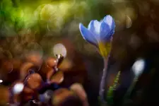 #13...11