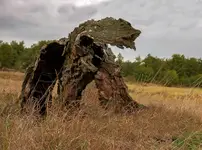 Nadchodzi