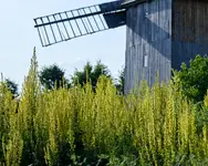 stary młyn