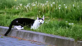 Kotek
