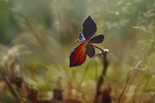 Motyl?