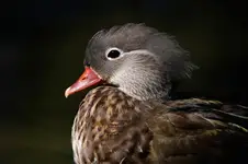 Mandarynka