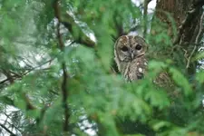 W okienku