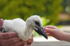 Z pomocą