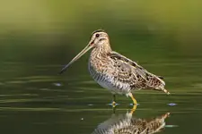 Kszyk