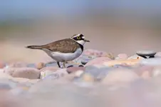 Sieweczka rzeczna