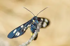 Oblaczek granatek