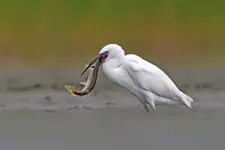 Piąta rano, najlepszy czas na śniadanie ;-)