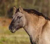 Pluszak ;-)
