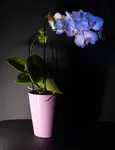 Phalaenopsis 