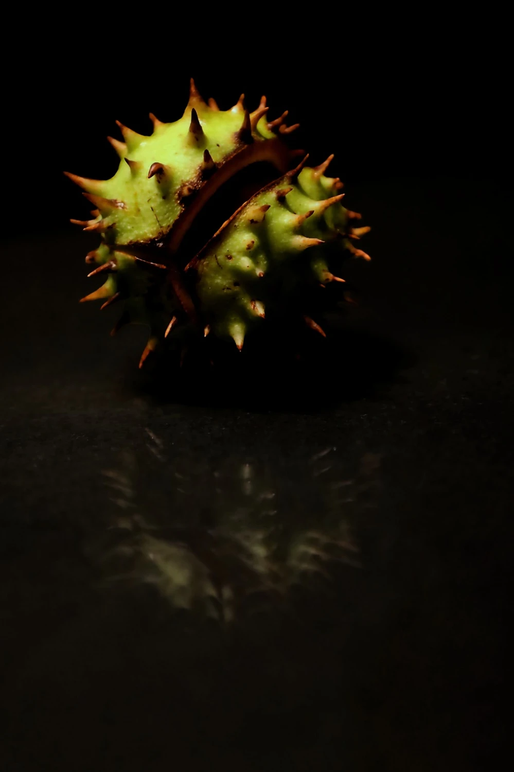 Aesculus