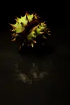 Aesculus