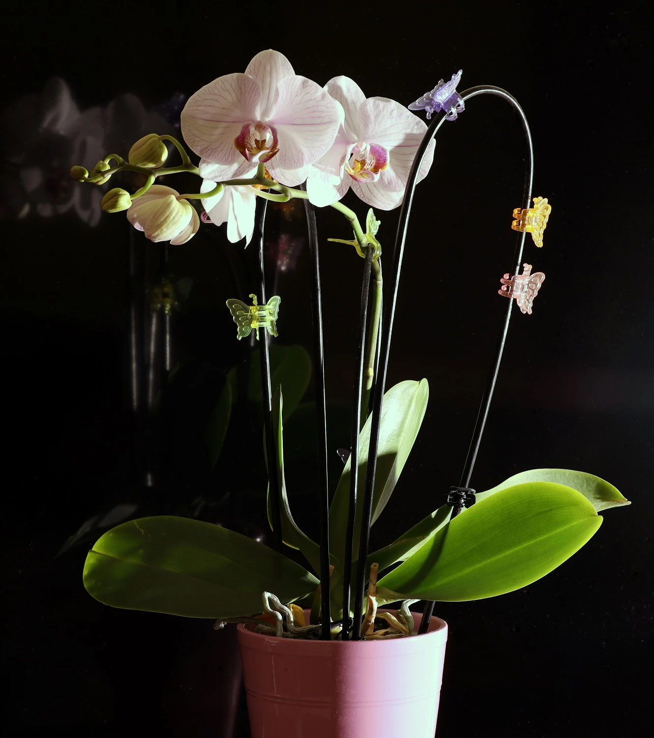 Orchidea i motyle