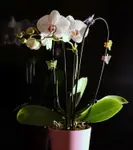Orchidea i motyle
