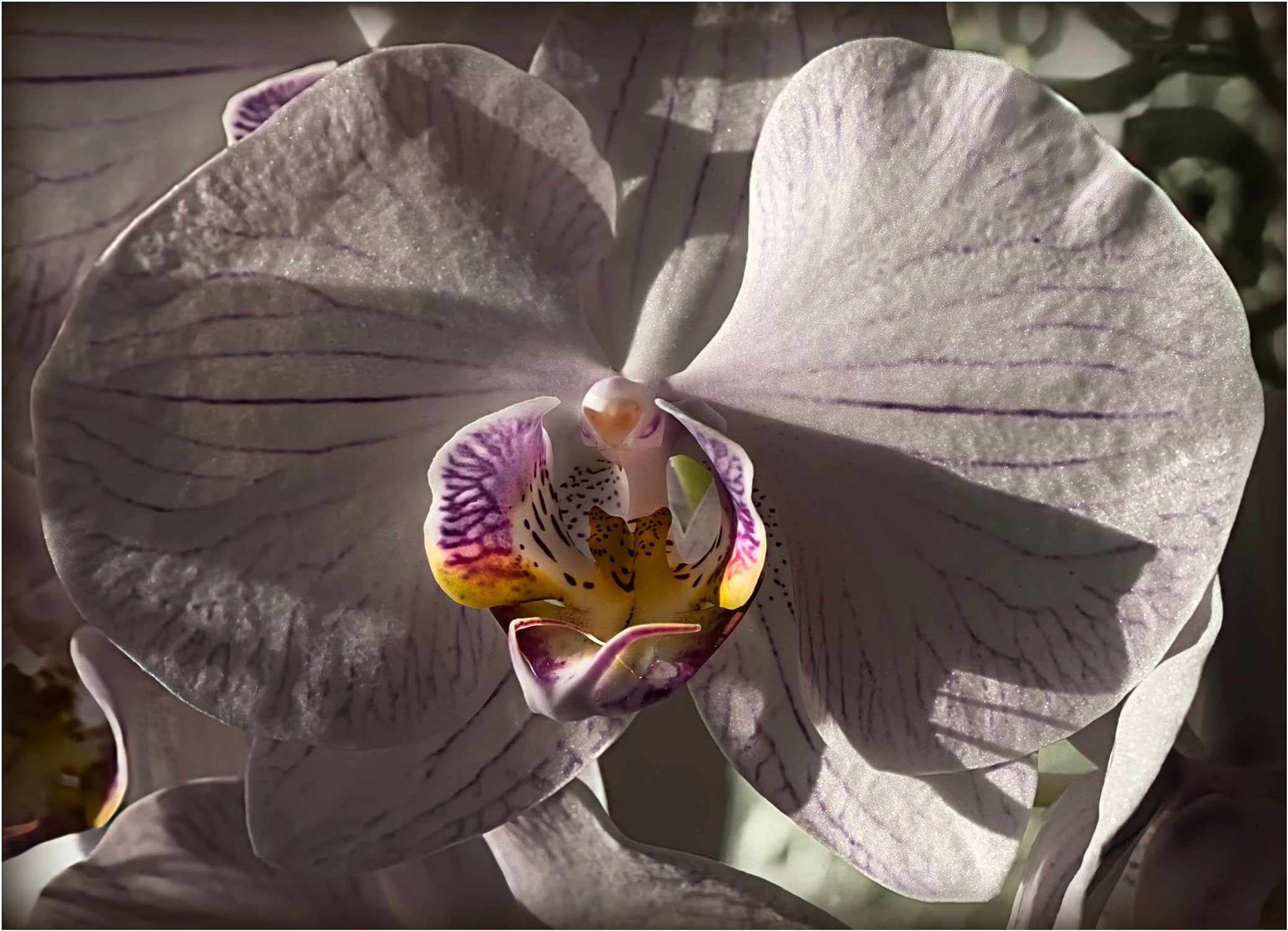 Ptasiek w krainie orchidei.