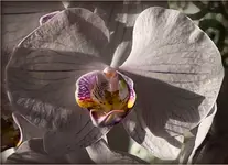 Ptasiek w krainie orchidei.
