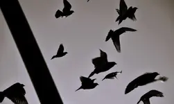 11 LITERA TURA POLSKA