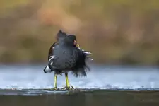 Piorun w miotłę strzelił
