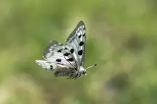 To tylko test