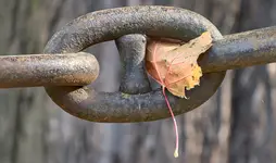 jesienny liść na uwięzi