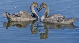 młode łabędzie