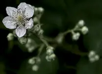 mały biały kwiatek z pąkami