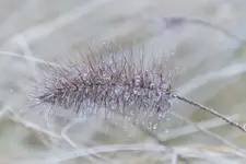 krople