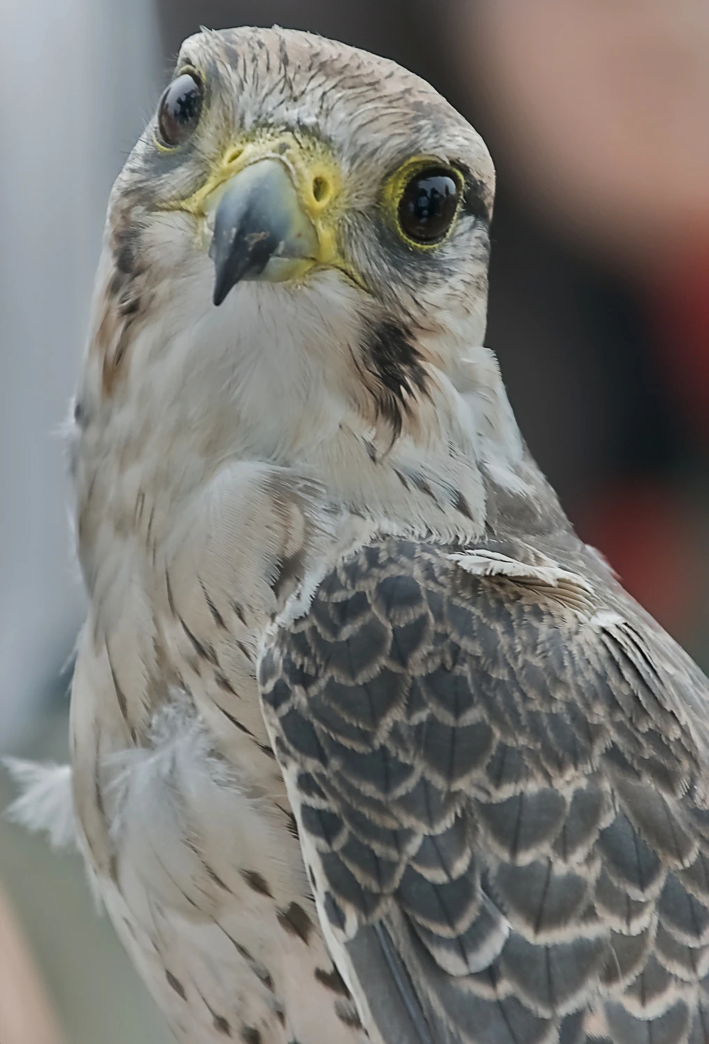 filuternie