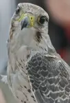 filuternie