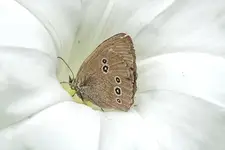 brązowy motyl