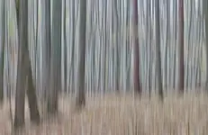 drzewa