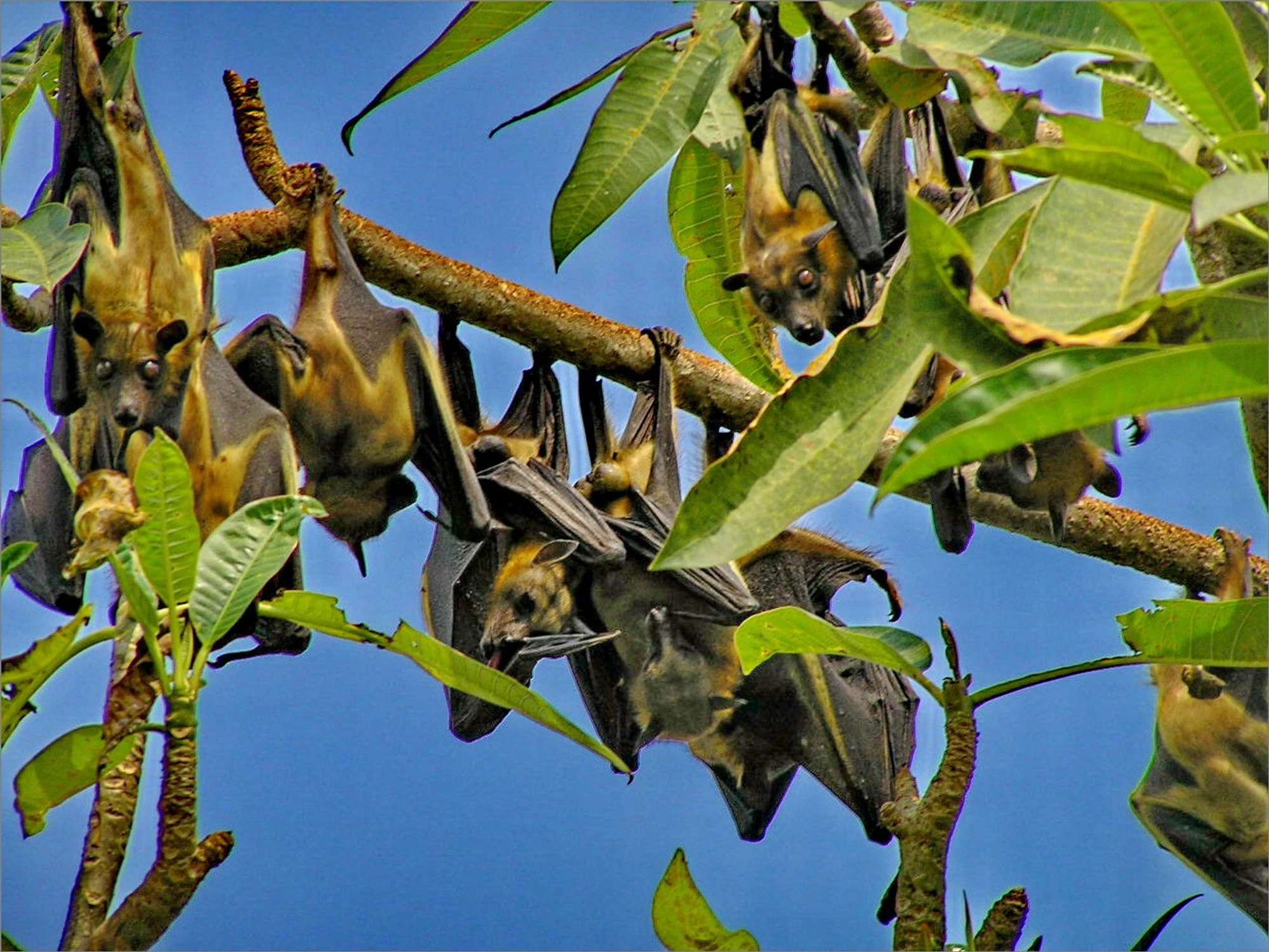 Batmany